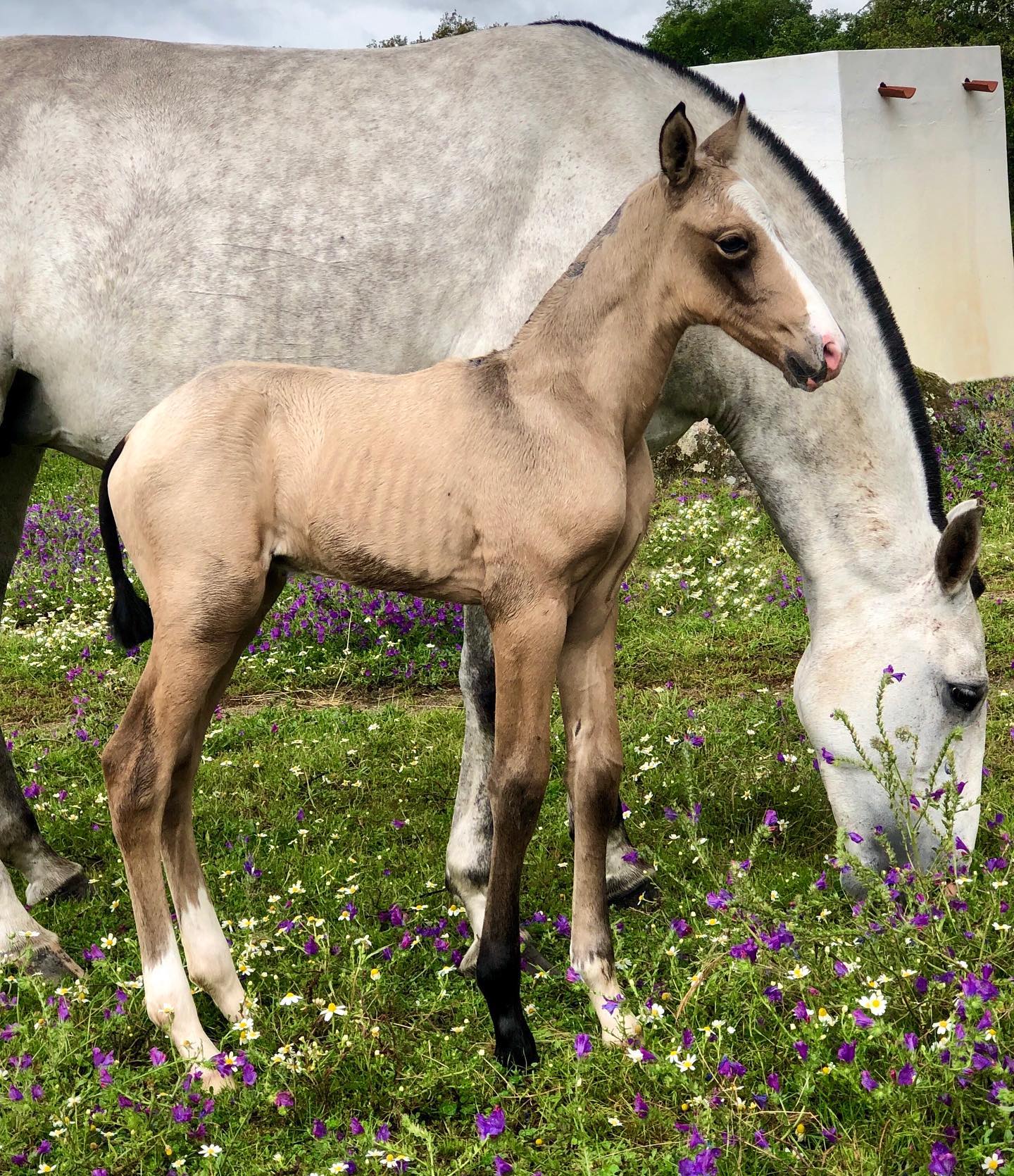 Introducing the one year-old filly Valquiria MVL, already with