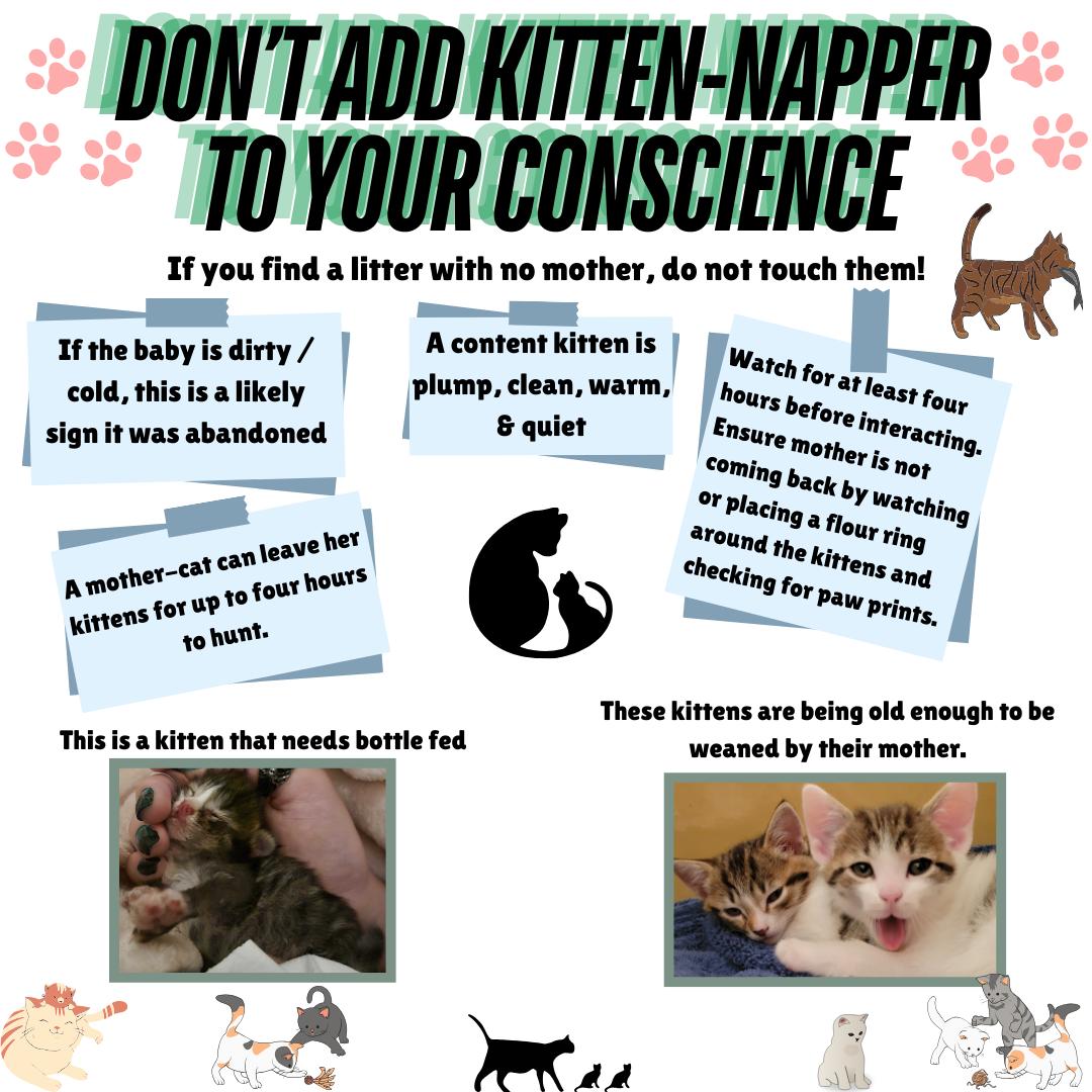 Wood - Now that Kitten Season has arrived, do you remember how to tell ...