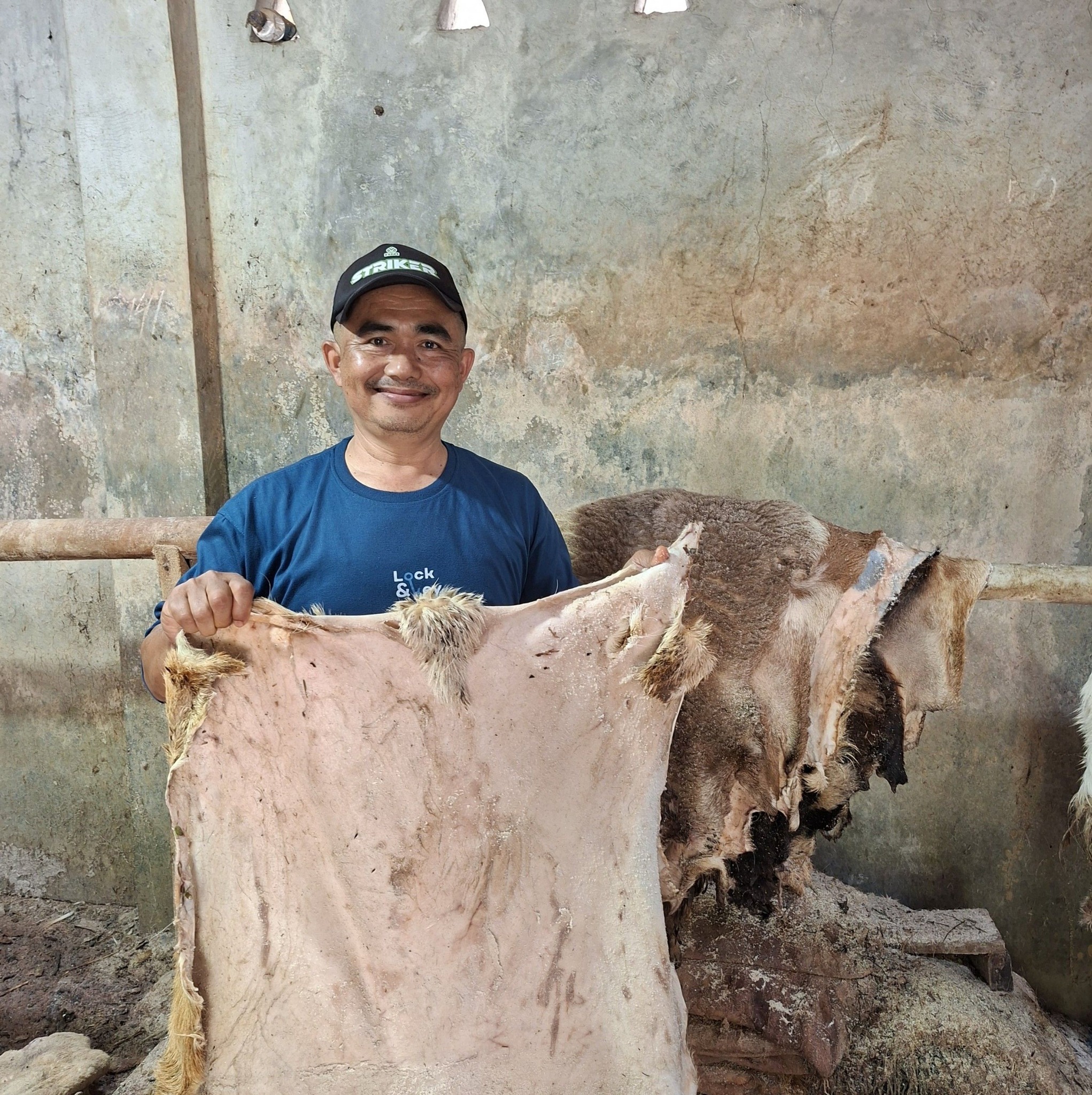 Scraping exess meat and fat off thesheepskin