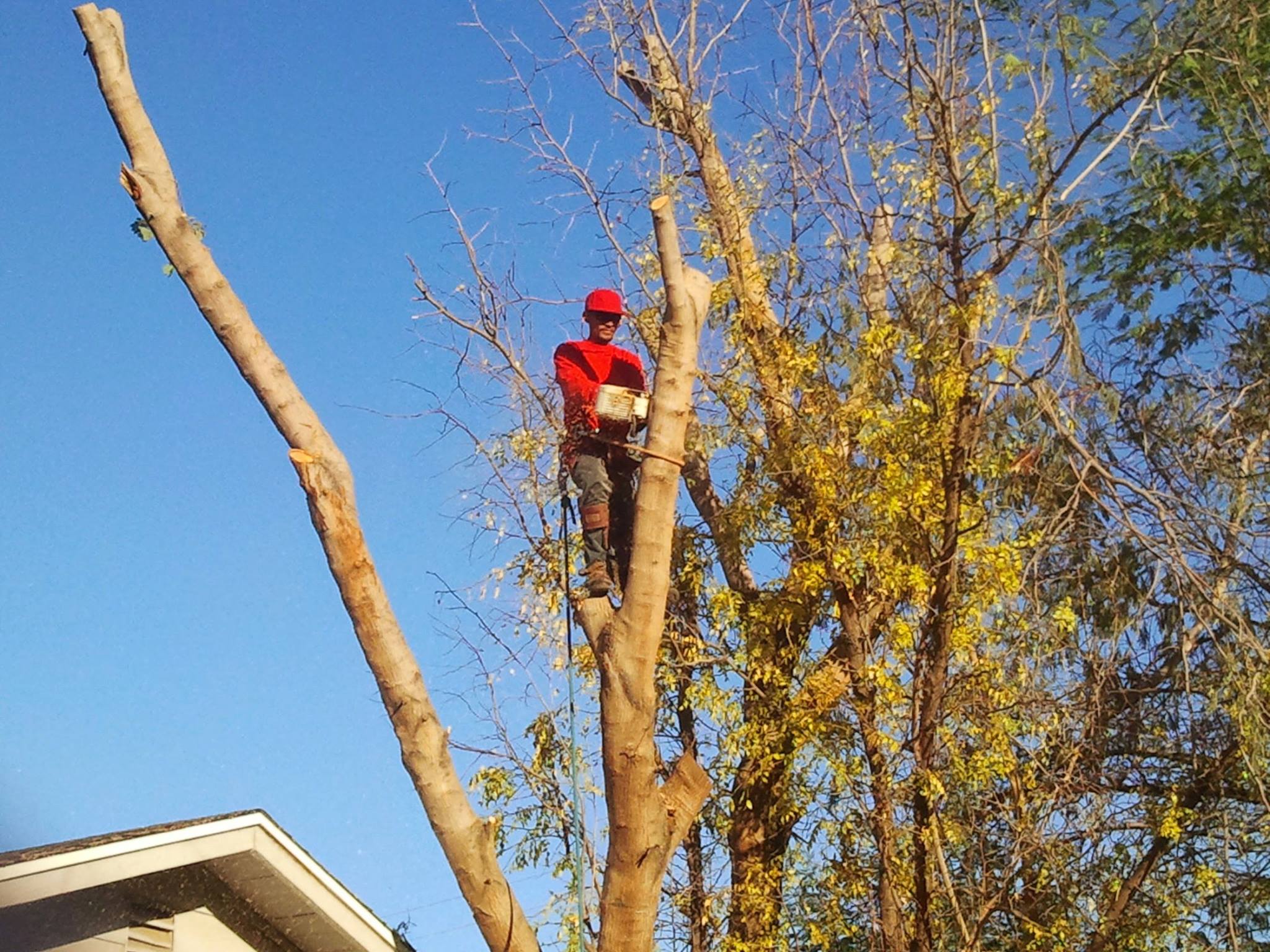Andy's Tree Service | Phoenix AZ
