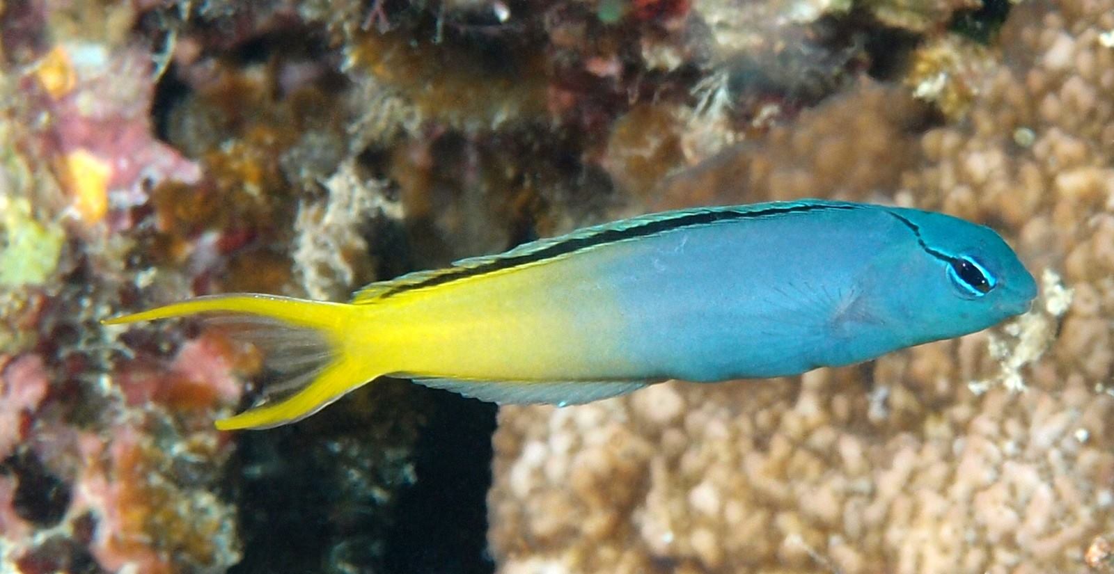 Acuario Marino y de Arrecife... - Acuario Biotopic & Garden | Facebook