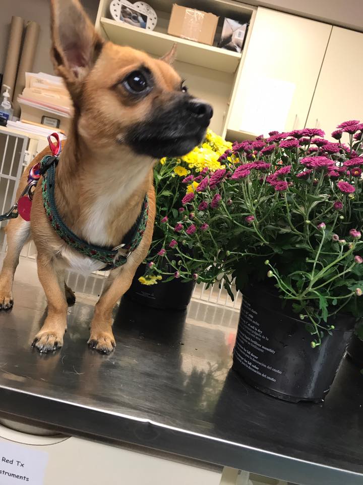 Last week "Peppie" ran... Twinbrook Veterinary Hospital