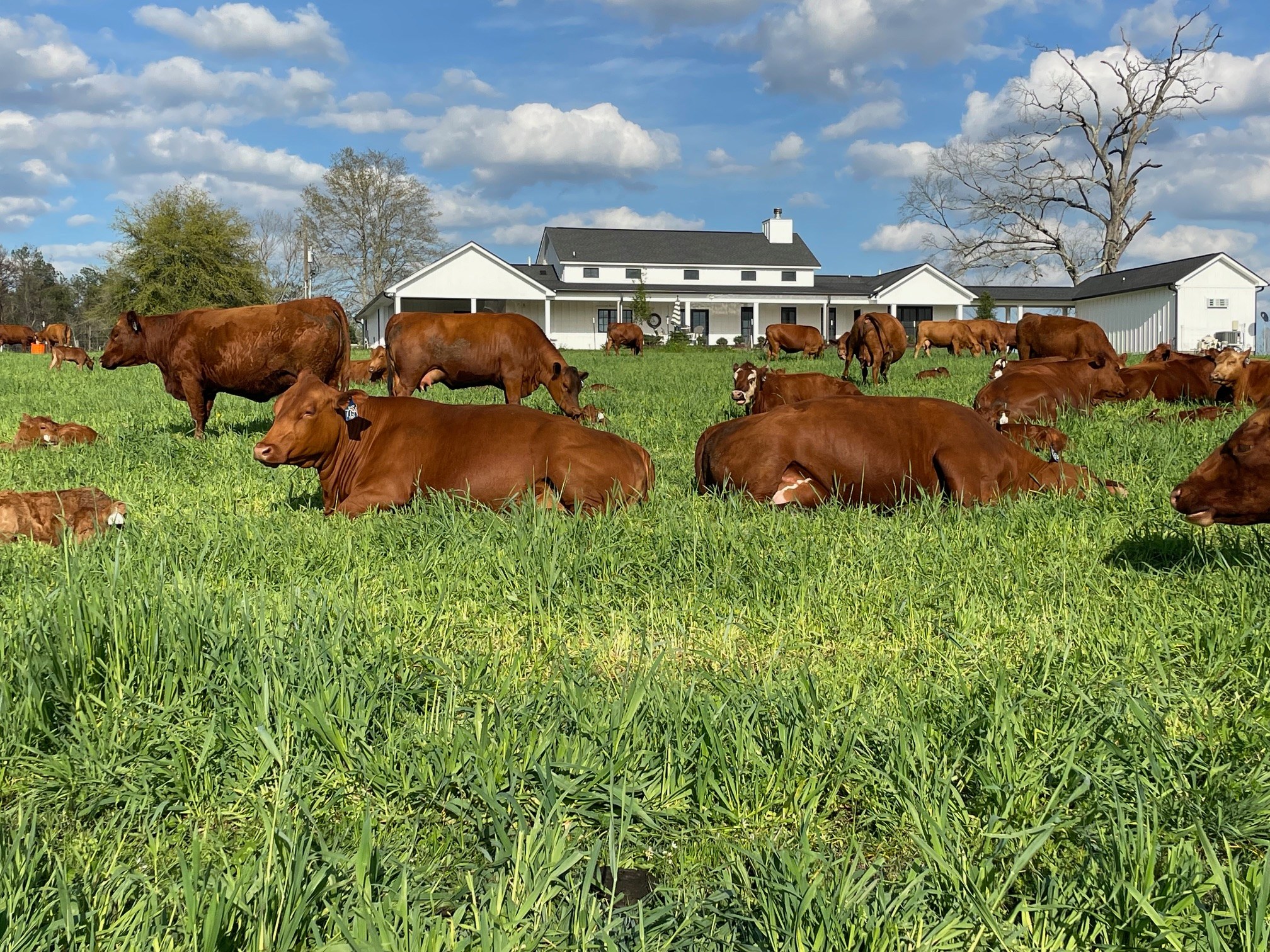 Fourth Quarter Ranch