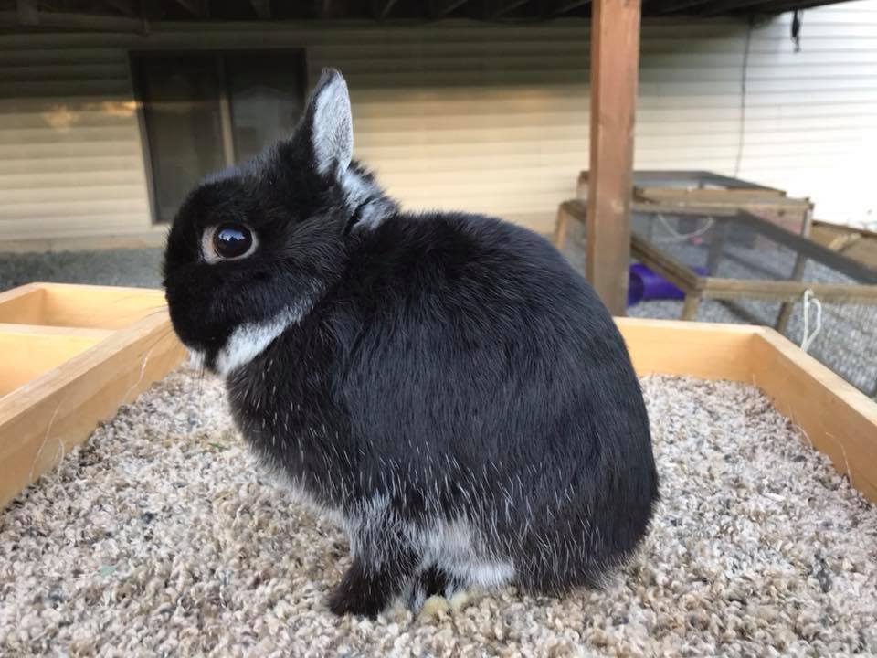 Clover Fields Rabbitry | Rockford MI