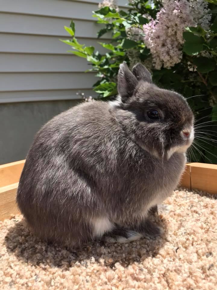 Clover Fields Rabbitry | Rockford MI