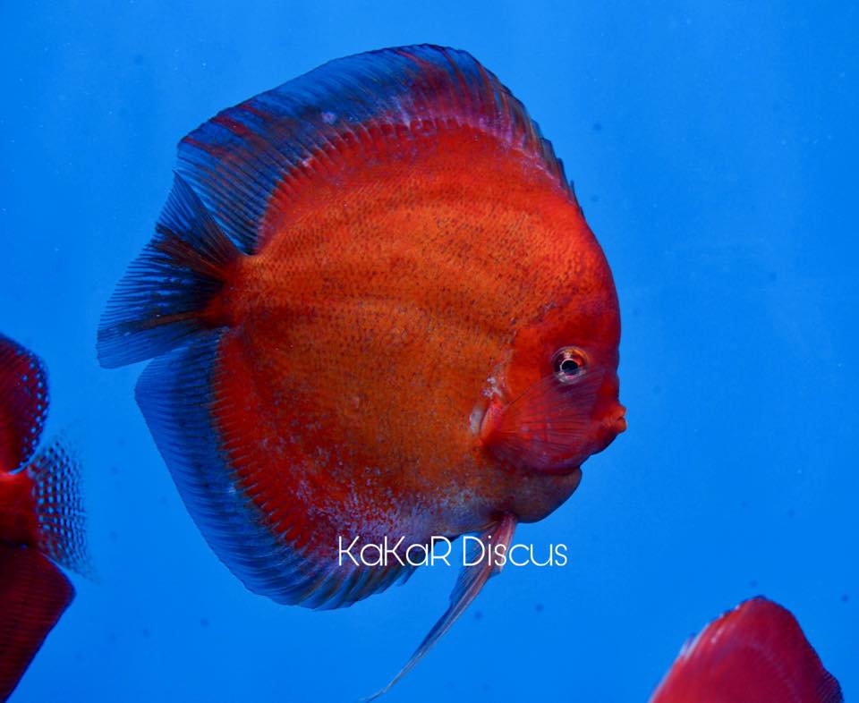 KaKar Discus