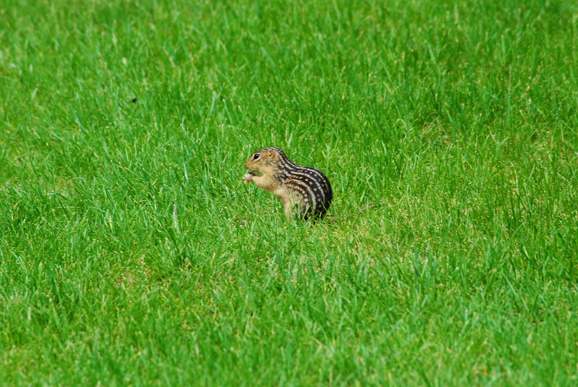 アイリーページ Southeastern - is a thirteen-lined ground squirrel (Ictidomys