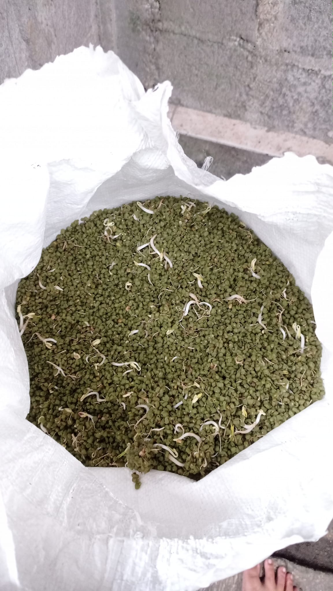 ENTOK JUMBO ORI MAGELANG | Monggo yang butuh kulit kacang hijau bekas ...