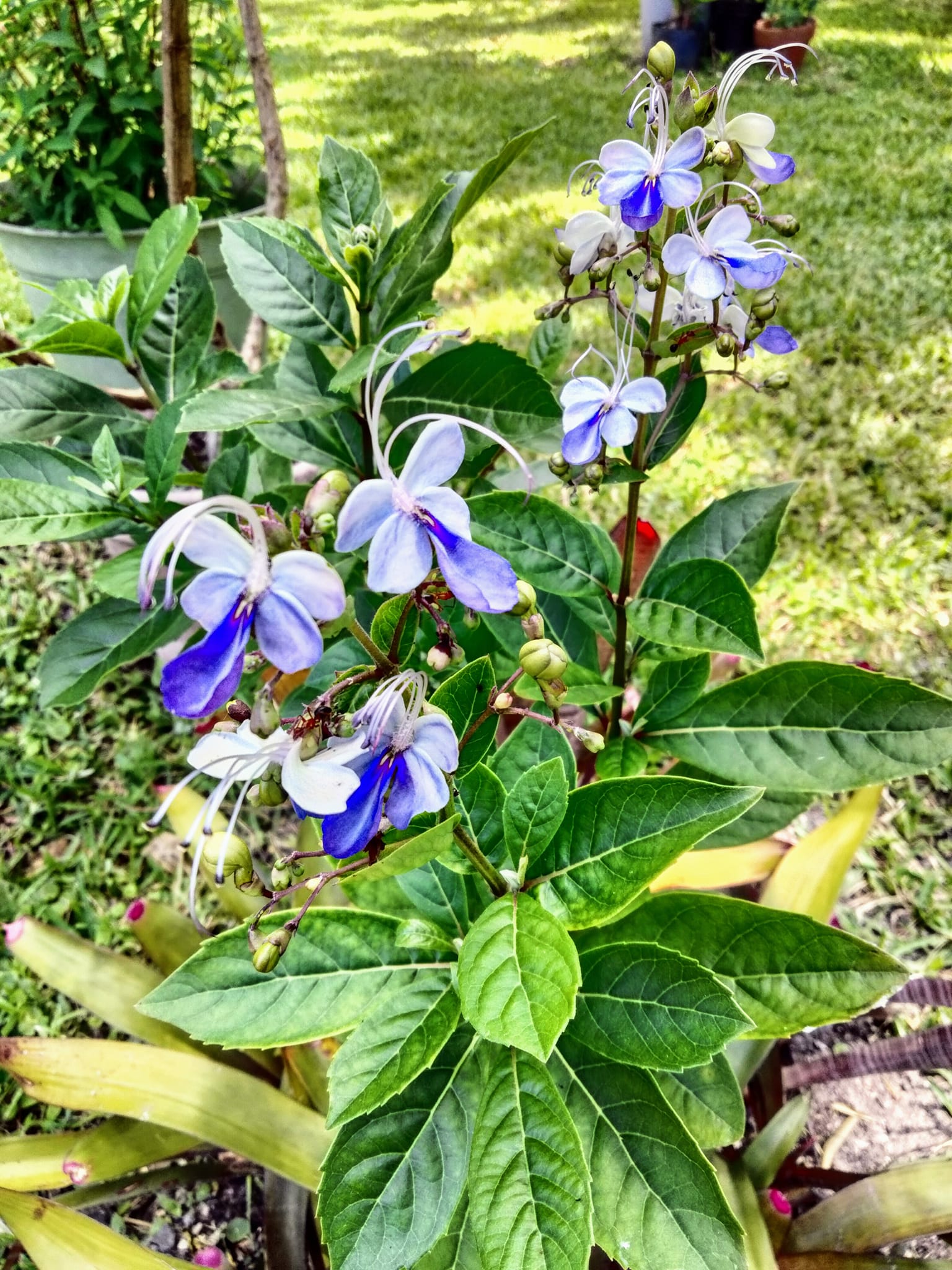 In Harmony with Nature Plant Nursery | Clerodendrum (Blue Butterfly
