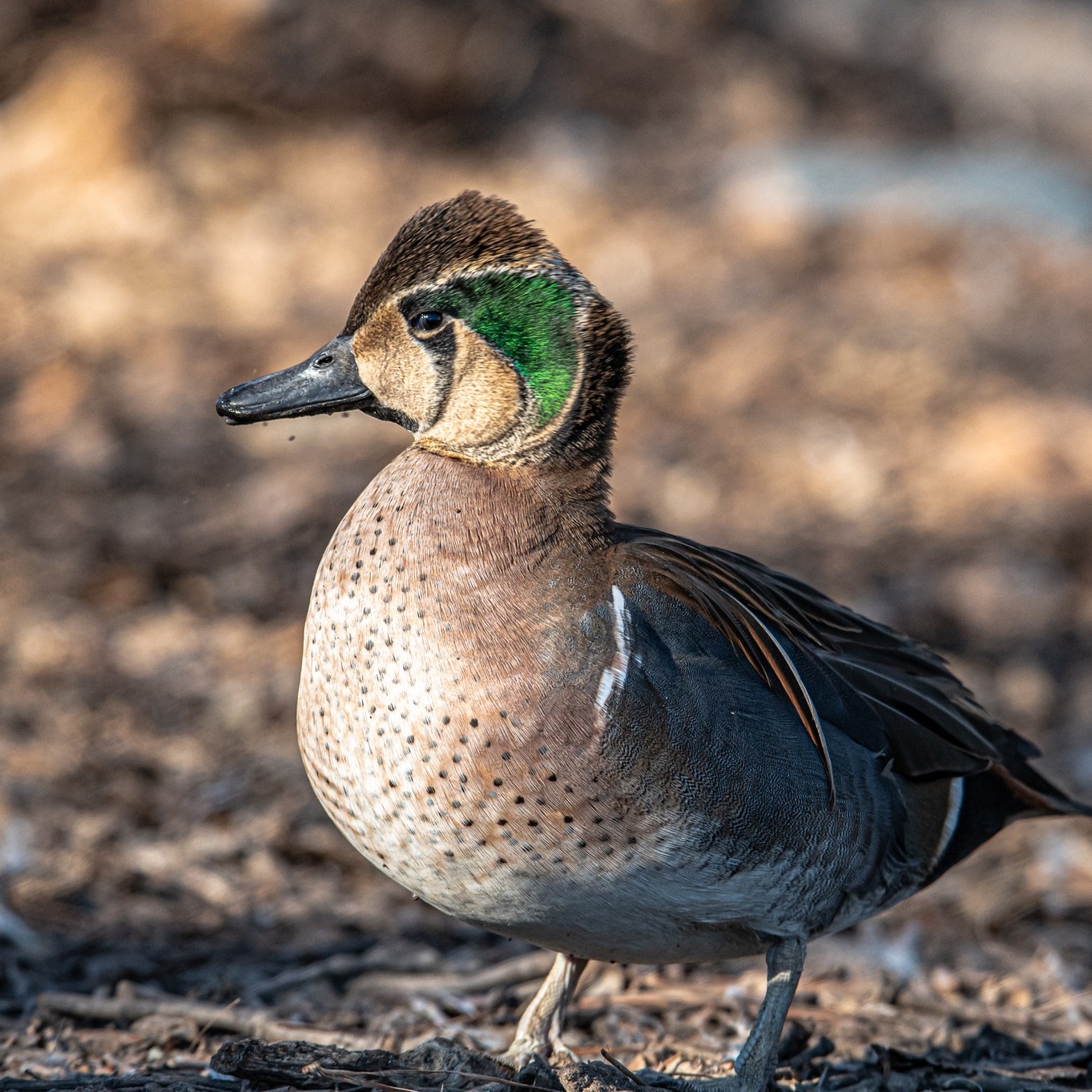 Breakfast is the best first meal of the day 😋 Sound up for various 🦆 ...