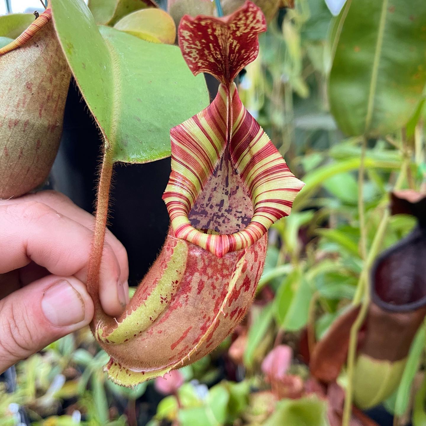 Nepenthes 'candy dreams' grex in early growth