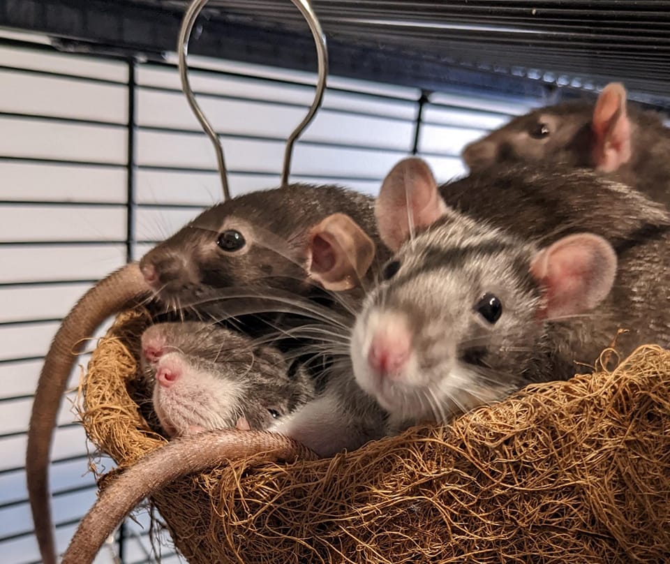 Lincoln NE Rat Lovers | Facebook