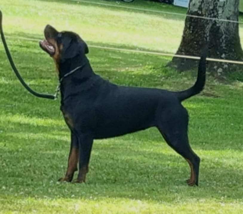Jase and I are extremely proud to... - Empyre Rottweilers | Facebook