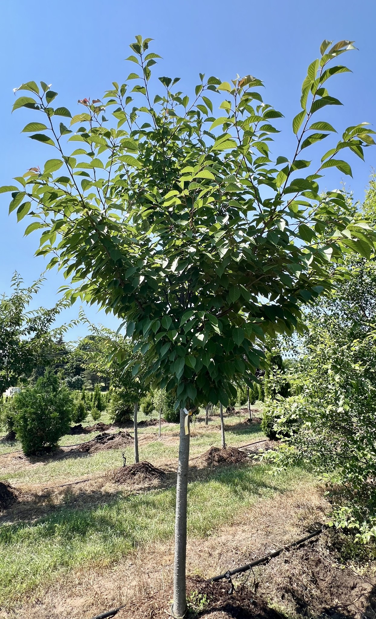 Feature Tree of the Week:... - Peninsula Perennial Nursery | Facebook