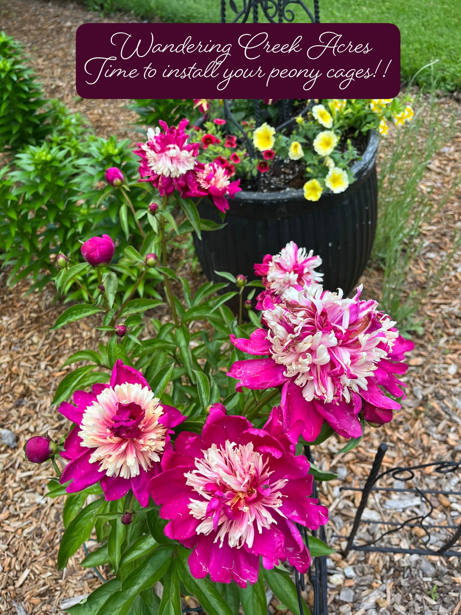 Install peony cages before they bloom