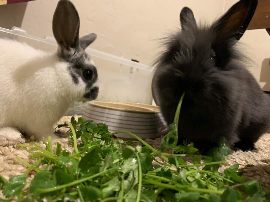 Lizzy's Loving Rabbit Rescue | Caldwell ID