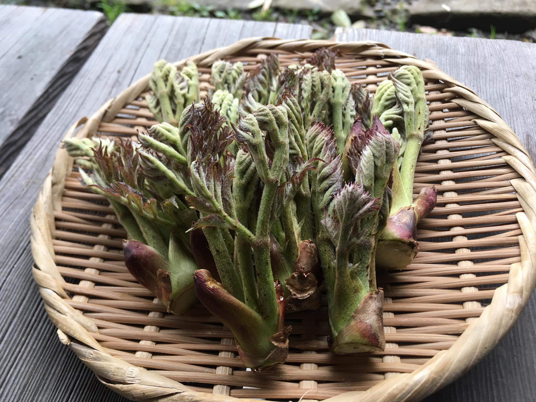 タラ の 芽 とげ
