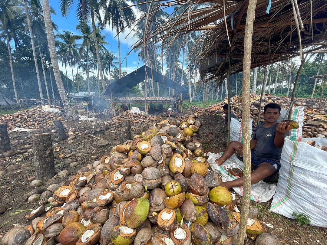 Intercoco - The area of coconut plantations in Indonesia reached 3.4 ...