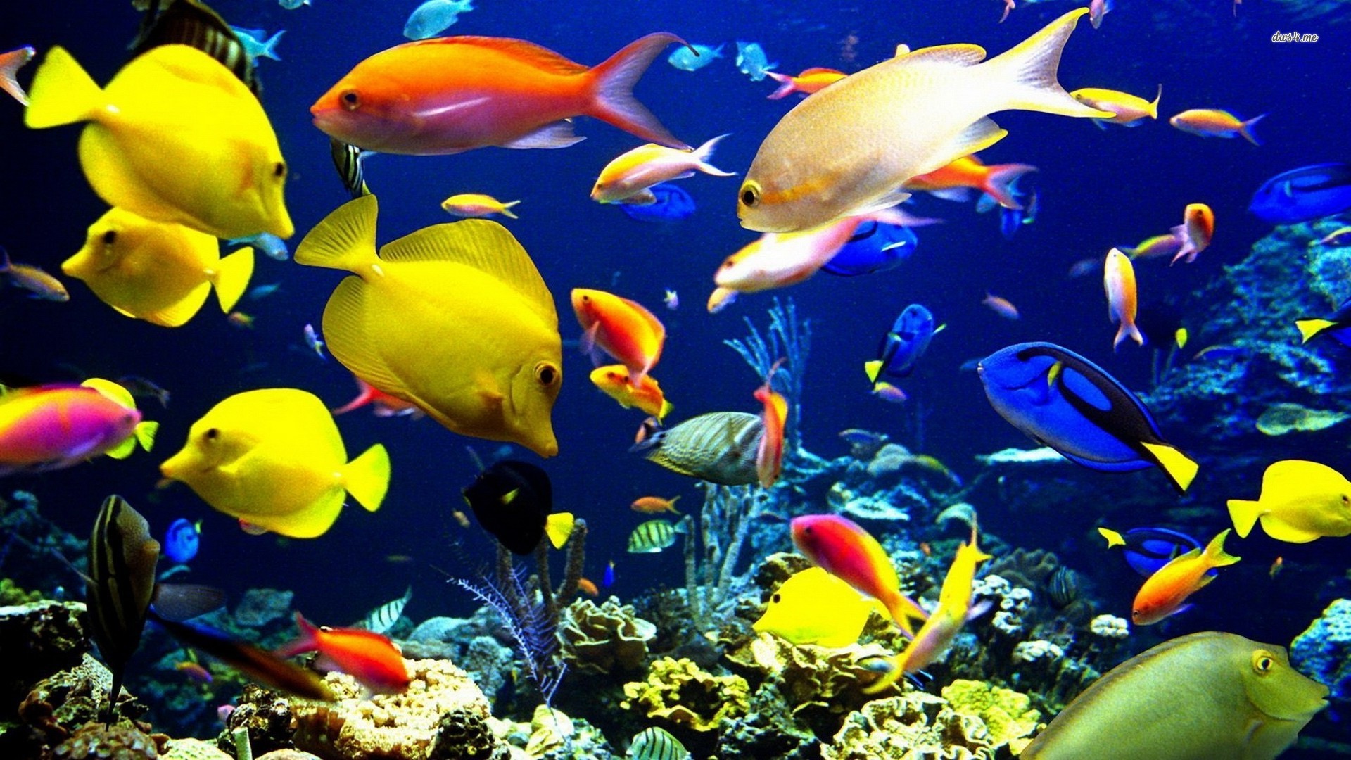 Medina County Freshwater/Saltwater Aquarium Marketplace (NO LIVESTOCK ...