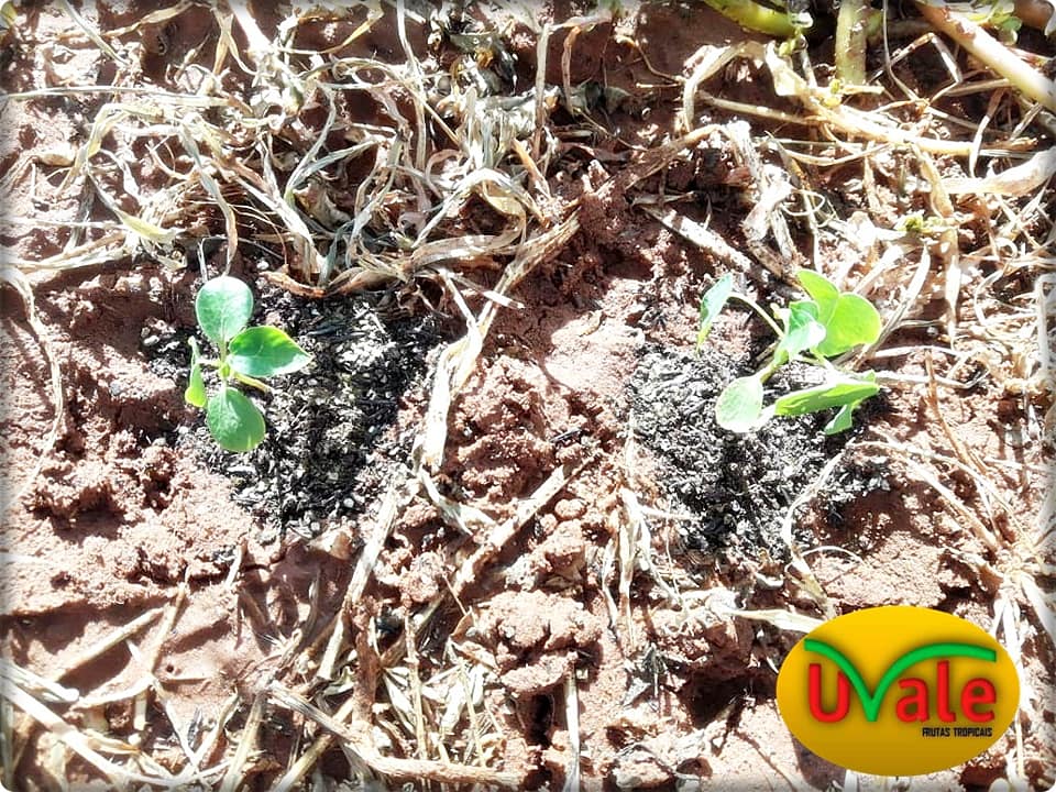 Uvale Frutas Tropicais SP... - Uvale Frutas Tropicais SP