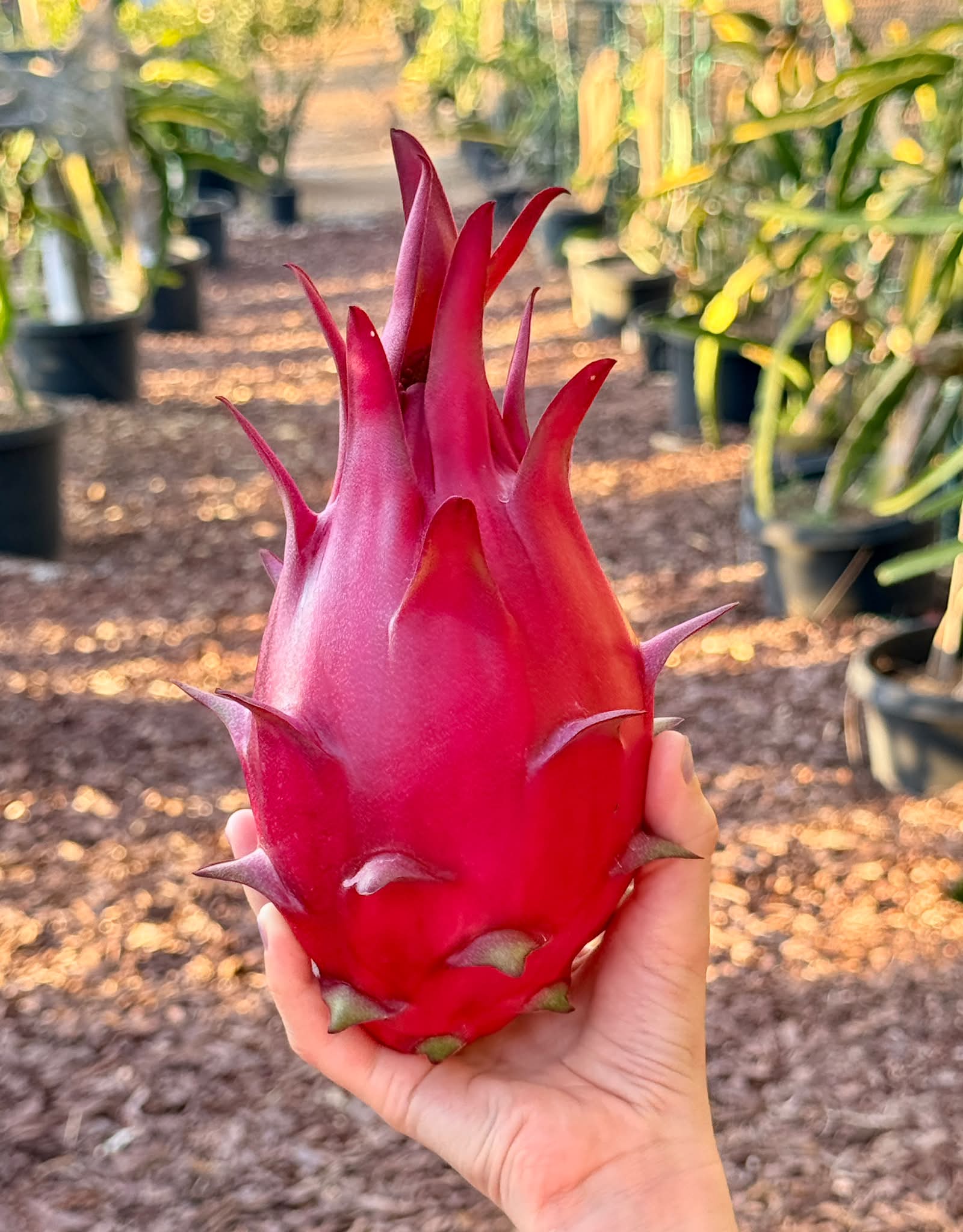 Charlie Sheen, one of Leo Manuel's hybrids, sure makes some pretty