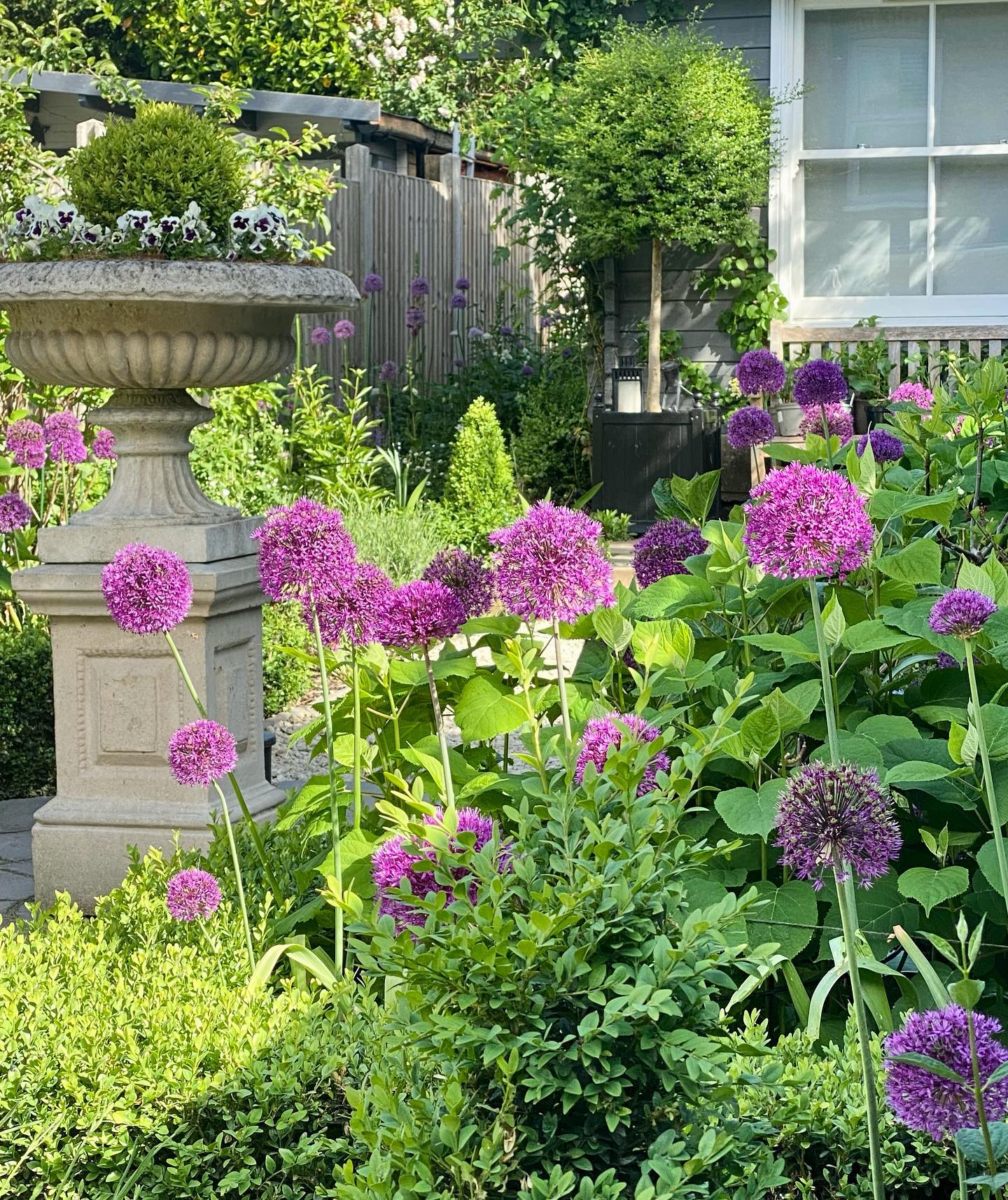 Myformalgarden - The Alliums are going over but what a wonderful ...
