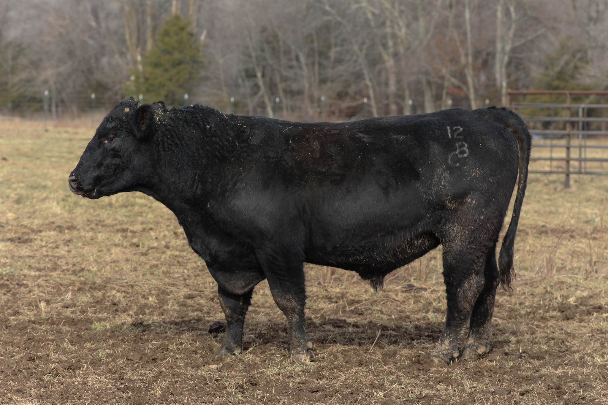 C&B Bull Rental - Updated Photos as of January 2023 | Facebook