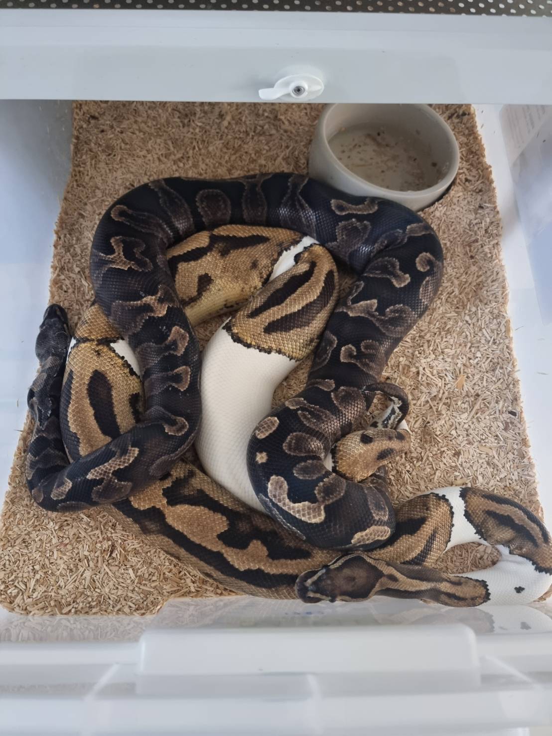 EZ BALL PythoN | Nonthaburi