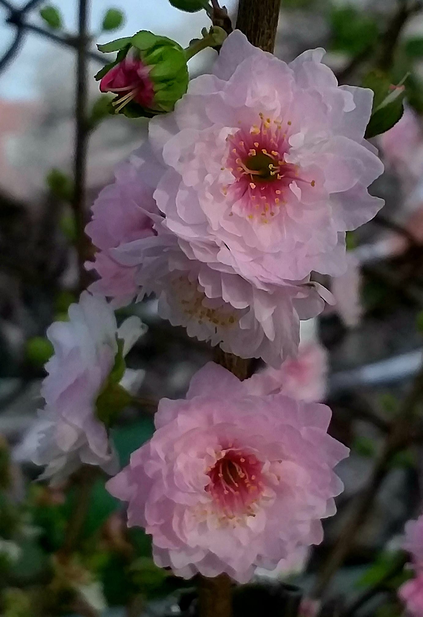 植物花草世界 | 郁李花 | Facebook