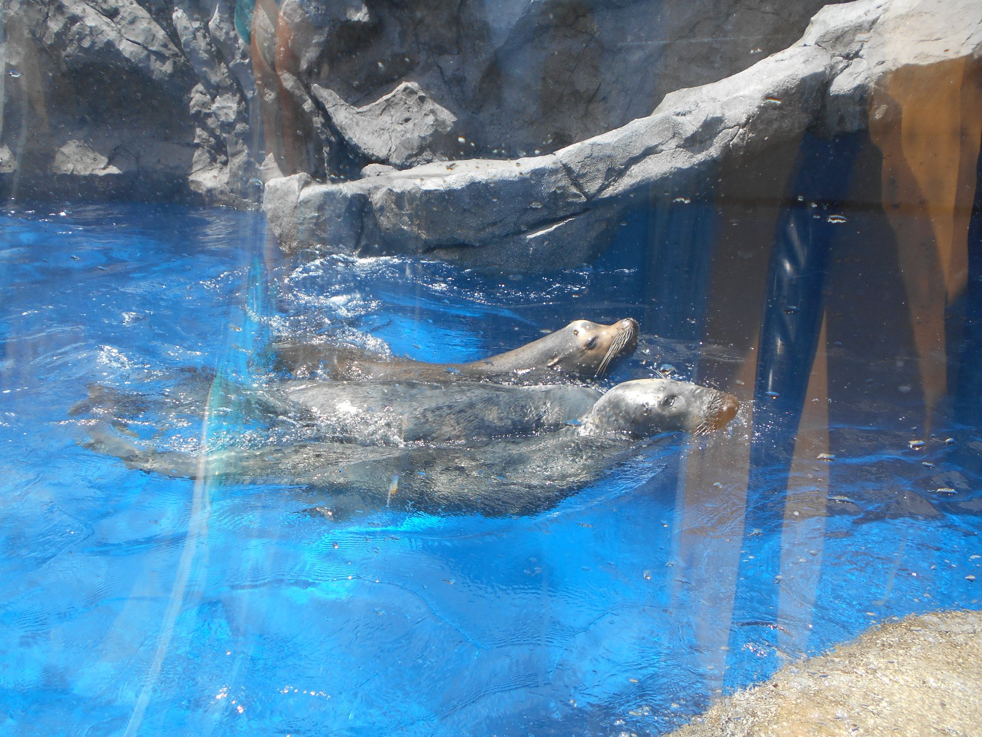 本日、鳥羽水族館にヒレアシ王国が新しくオープンしました。透明 