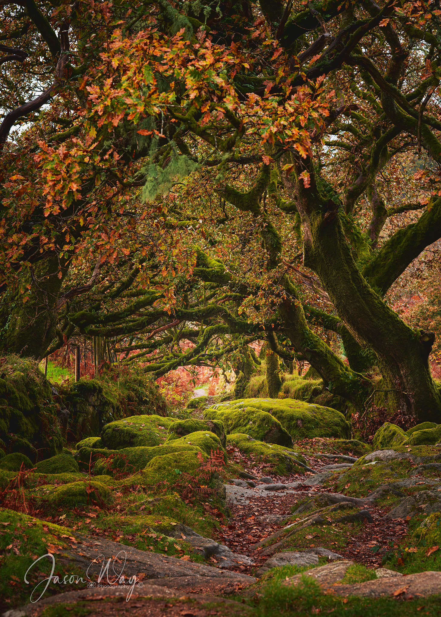 DARTMOOR 365 | Tucked beneath a canopy of twisting oaks, this path felt ...