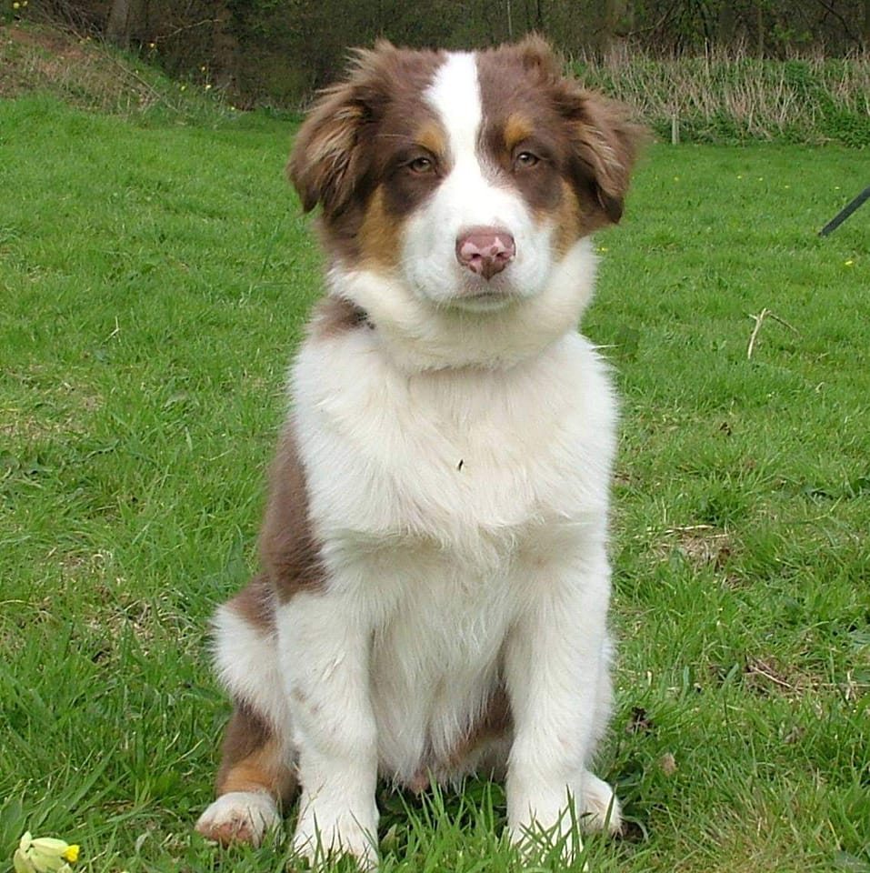 Dog Cages, Crates Or Transport Boxes. For Sale or Exchange UK | Facebook