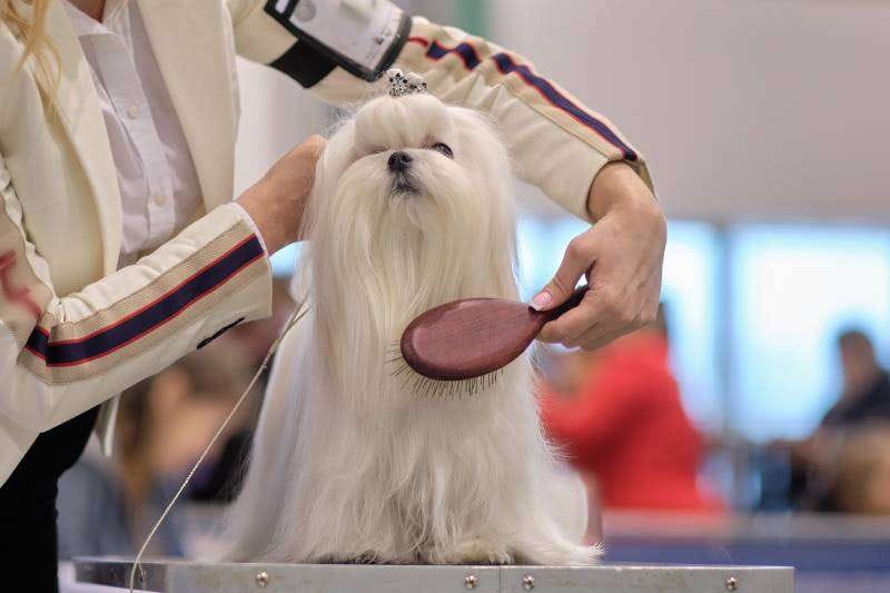 What brush is best for a Maltese?