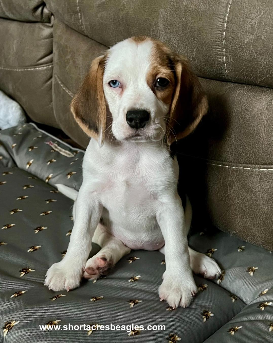 Short Acres Beagles added a new photo. - Short Acres Beagles