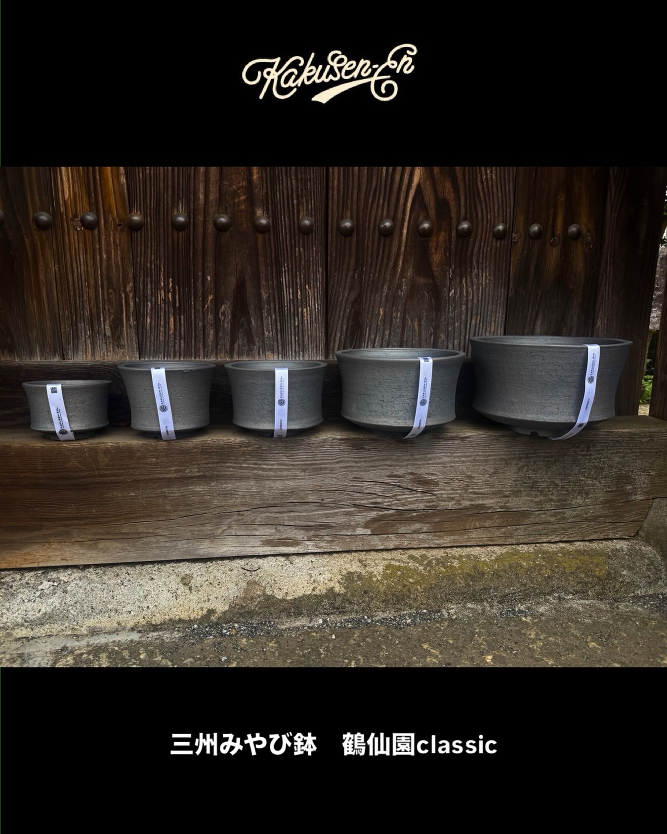 三洲みやび鉢 鶴仙園クラシック 2026.09.05 (土)池袋店入荷予定 鶴仙園