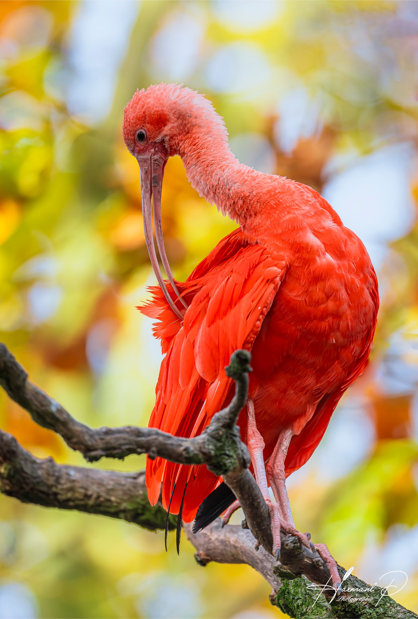 IBIS ROUGE ❤️ Lors de votre visite au Parc, observez cet oiseau