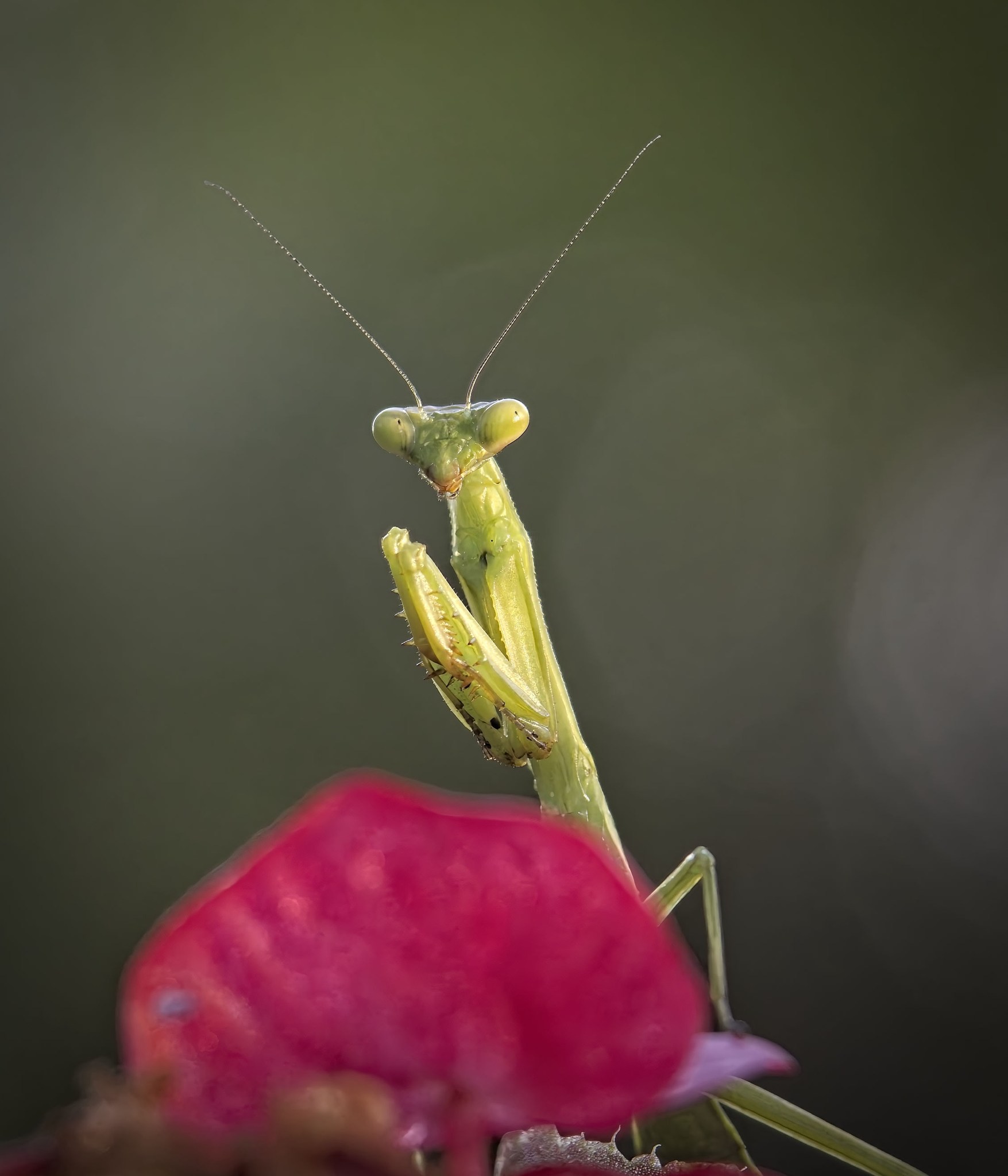 Praying mantis photo from Walbridge, Ohio