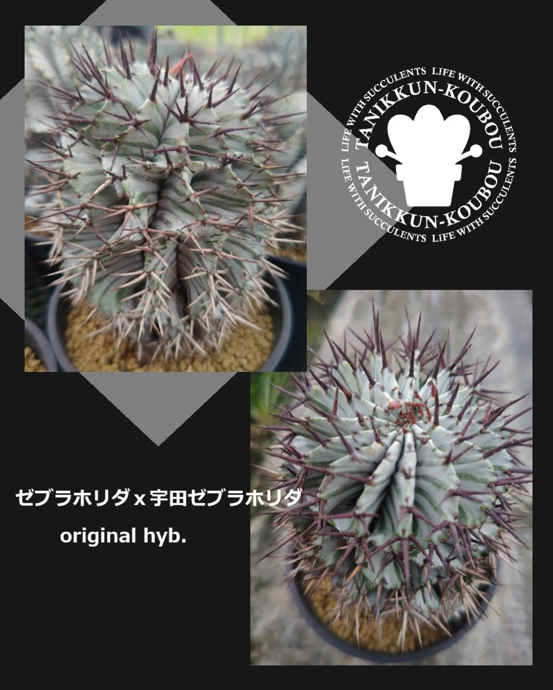 たにっくん工房オリジナル交配の、ユーフォルビア・ホリダ