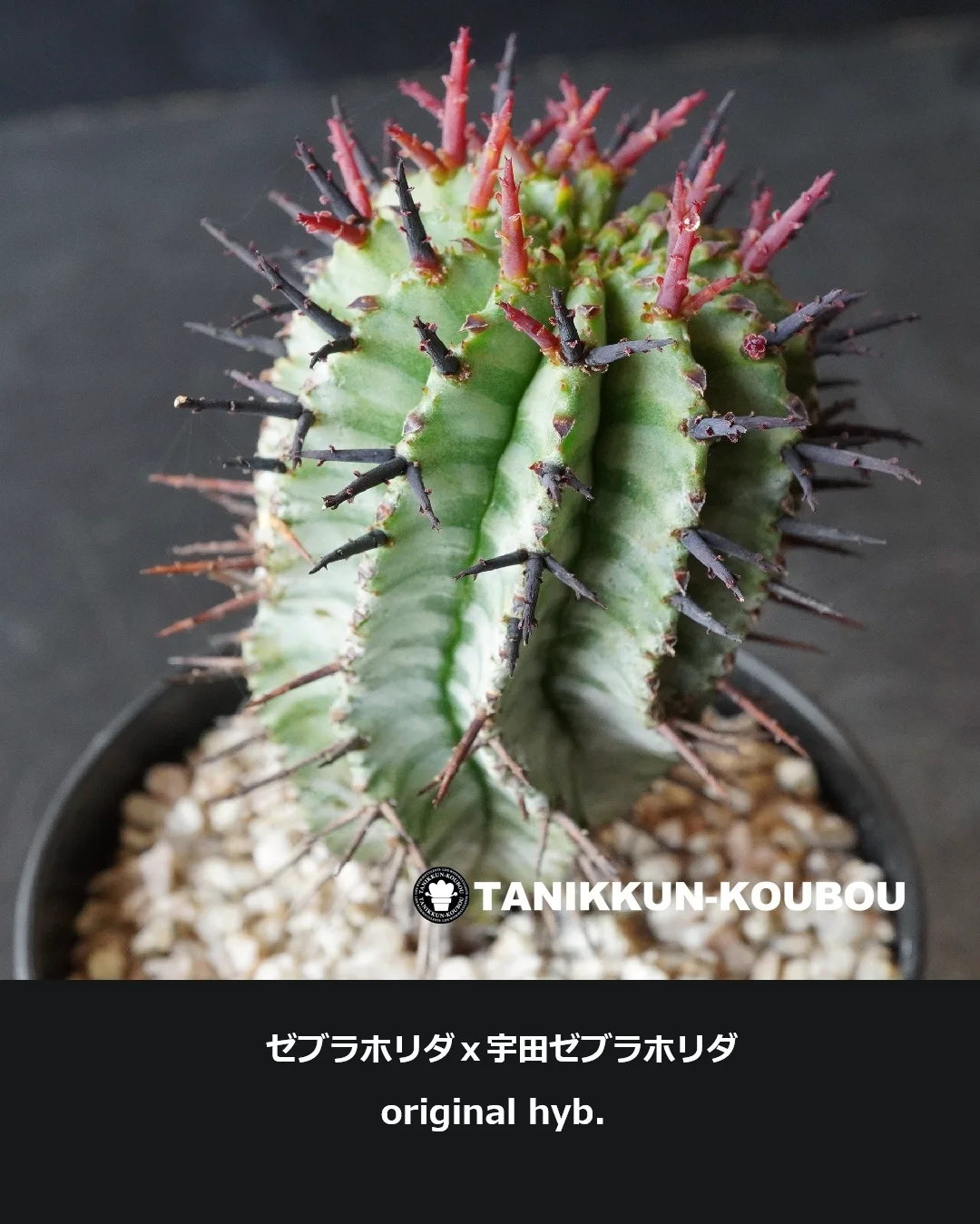 たにっくん工房オリジナル交配の、ユーフォルビア・ホリダ