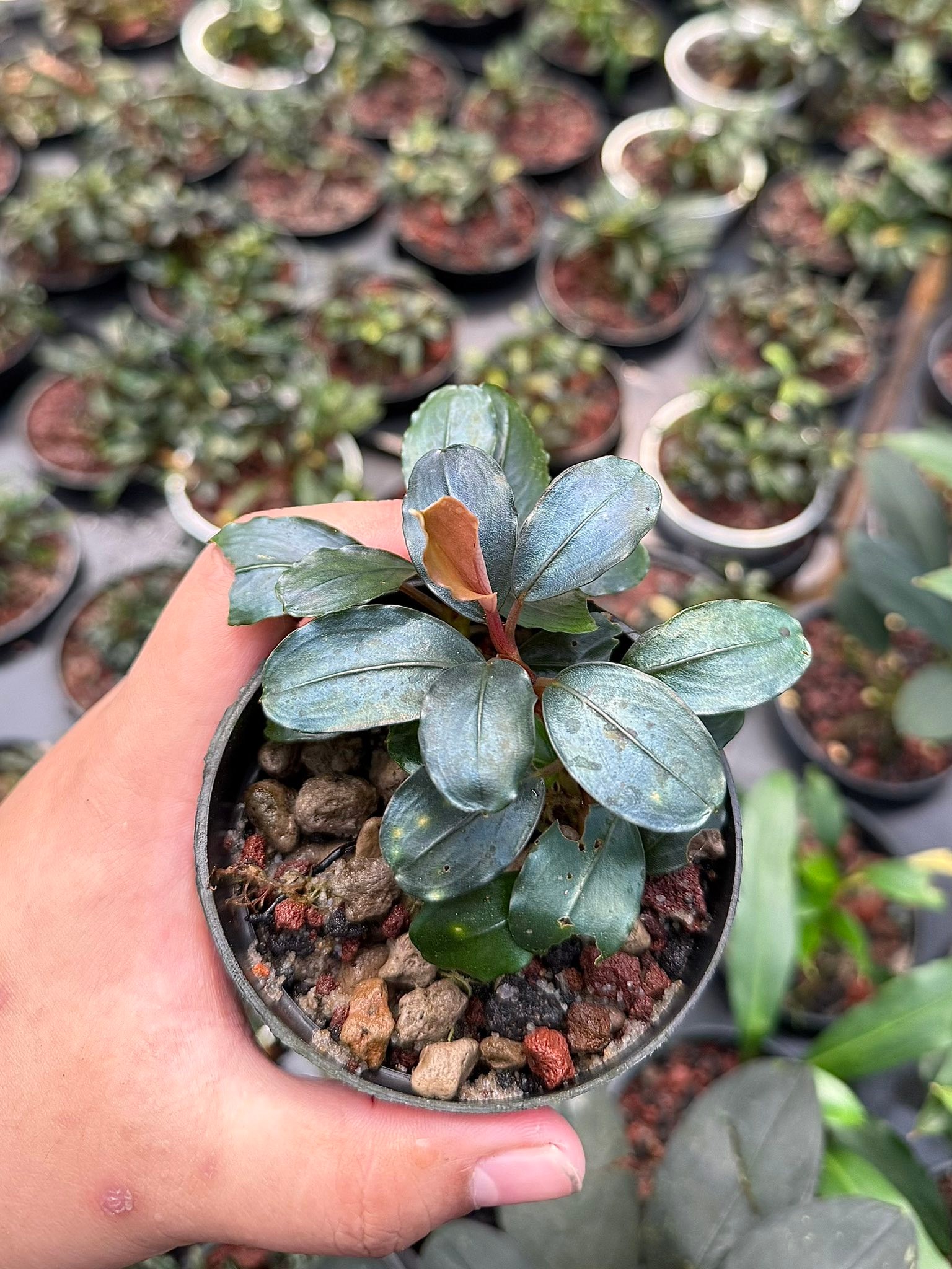 Bucephalandra aquarium plants for sale