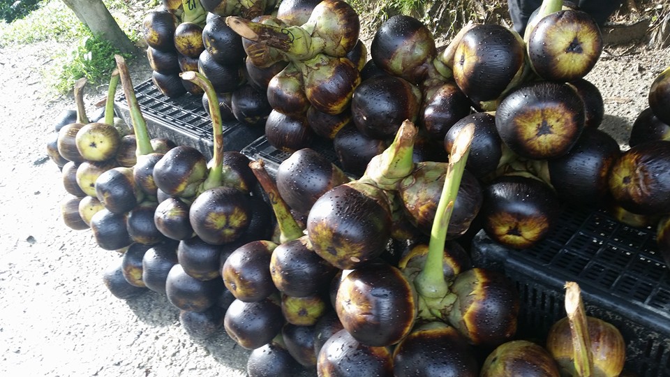 Pembekal Pati Dan Buah Kelapa Laut Original Basty Bet Facebook