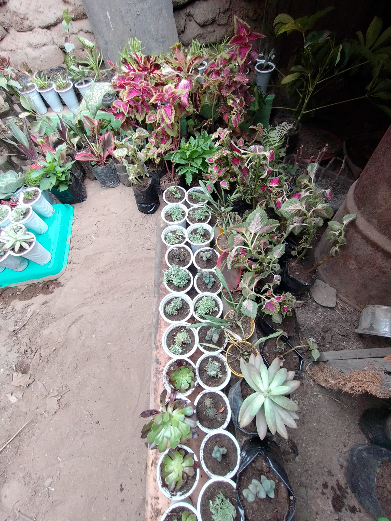 Laredo Garden