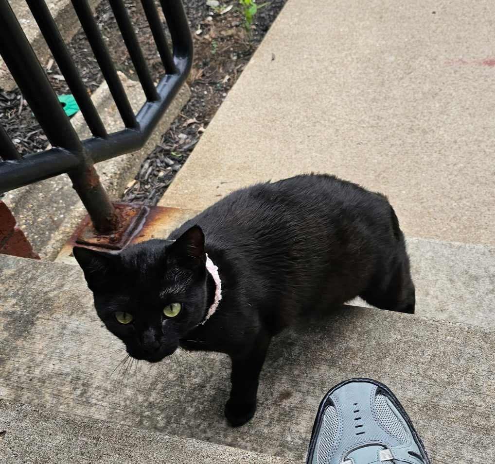 WANDERING This little cat has been hanging around 634/636 Country