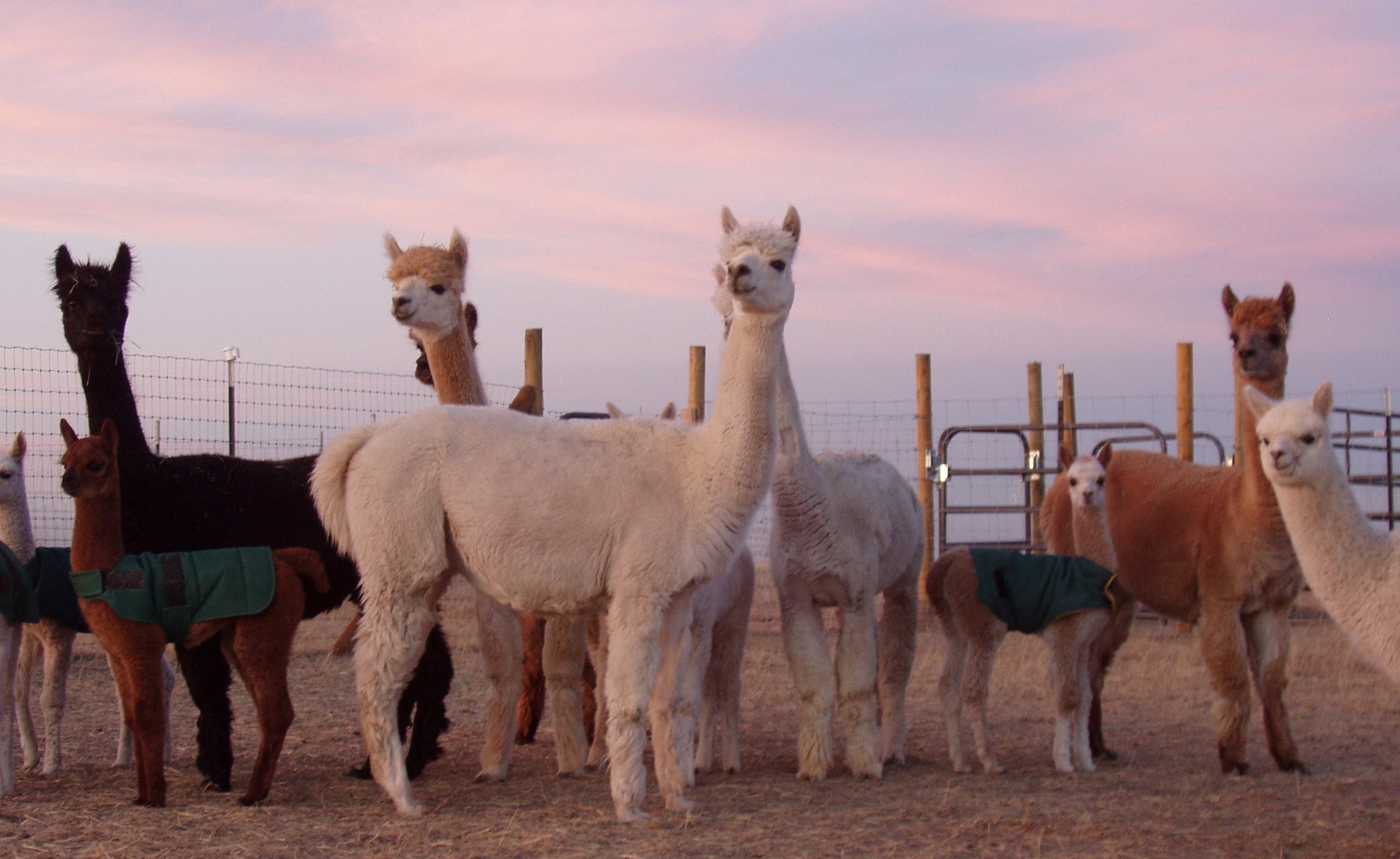 Alpacas at Alpine Ranch | Elizabeth CO