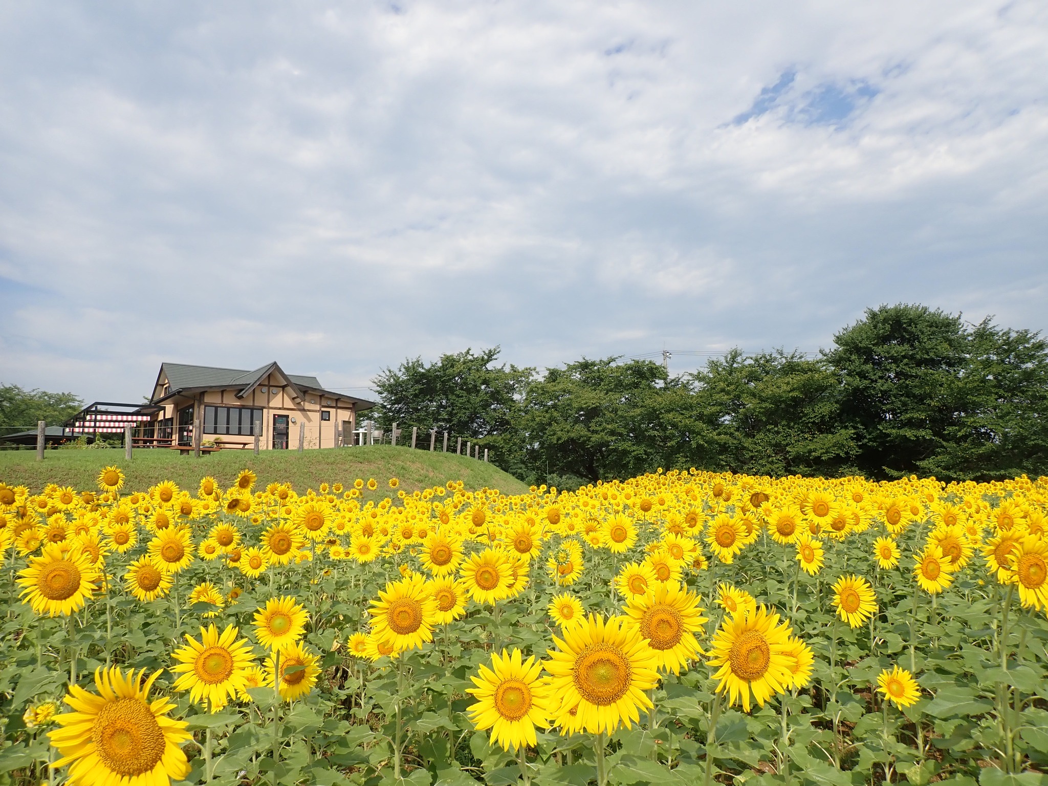 東松山 市 農林 公園