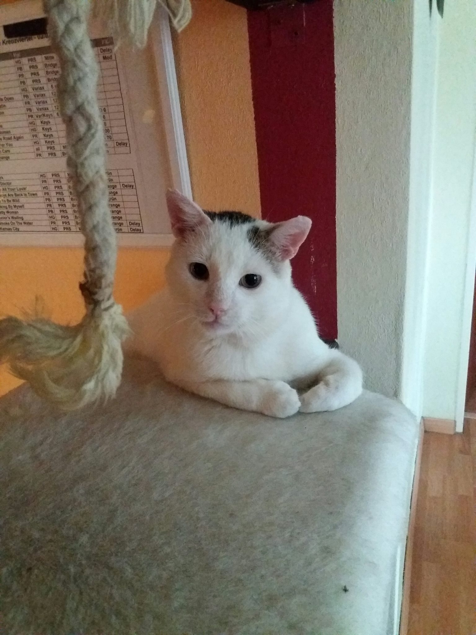 Tierheim Herne Wanne Hat Ein Neues Foto Tierheim Herne Wanne