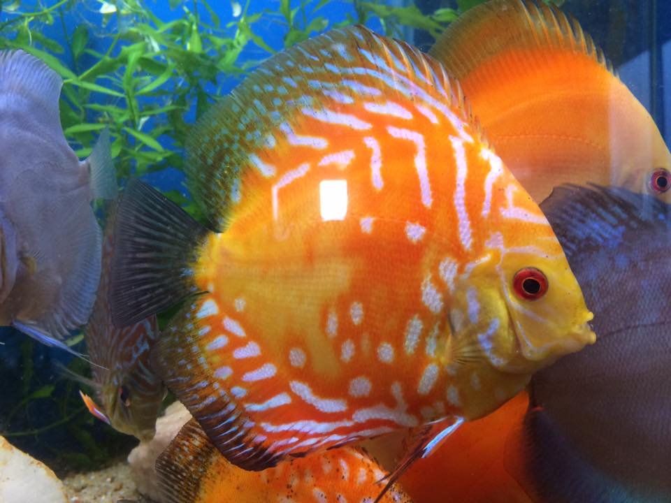 Discus World .br