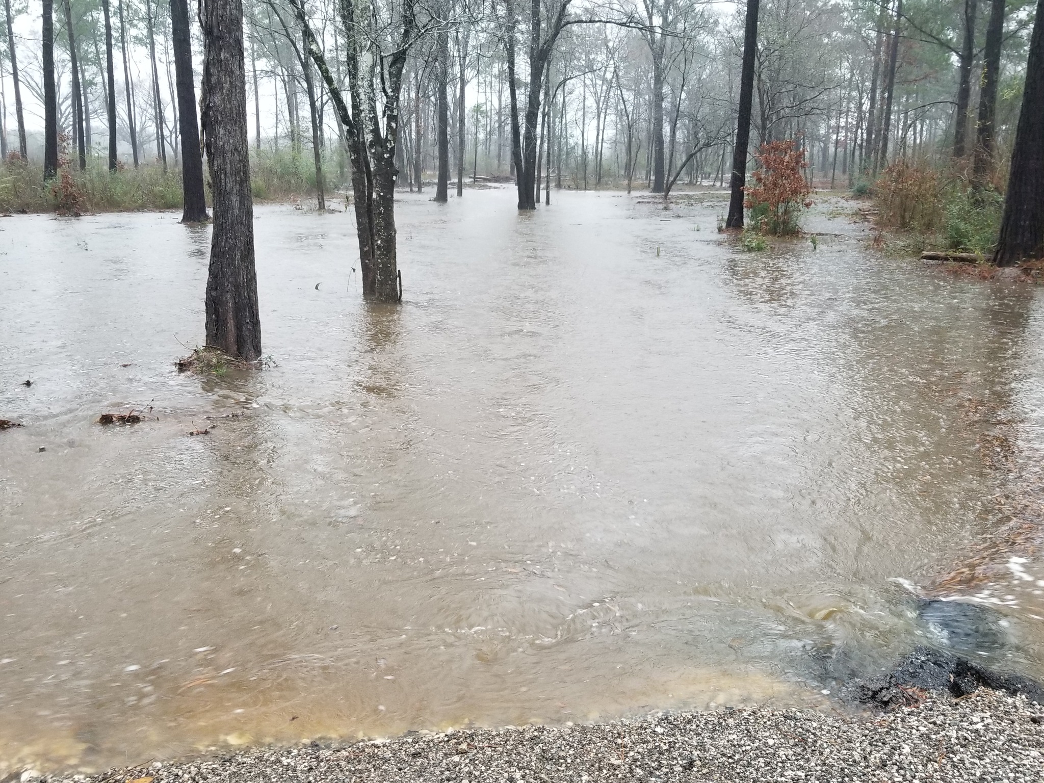Which Way Tree - East Texas Homestead