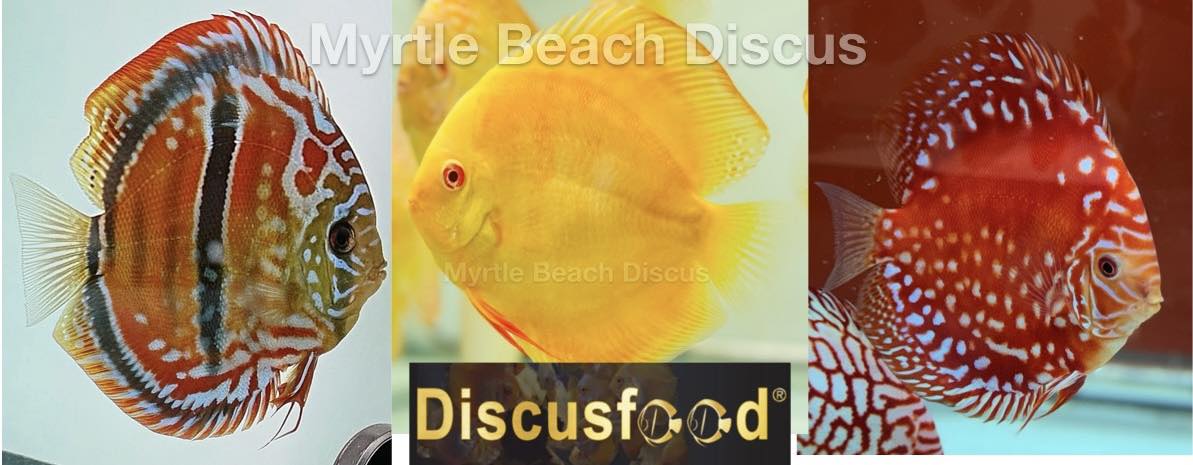 Myrtle Beach Discus | Conway SC
