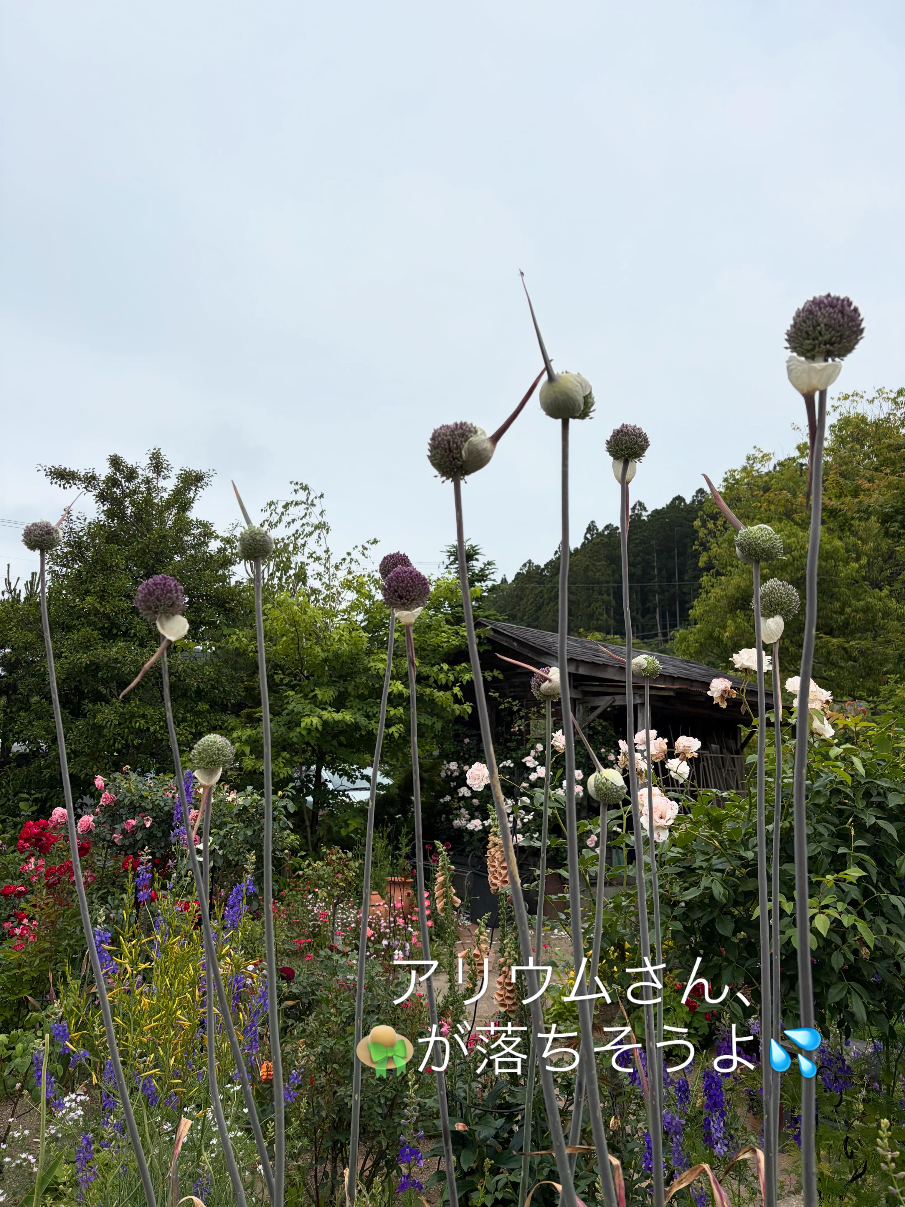 グリーンスポット（Garden... - グリーンスポット（Garden nursery 